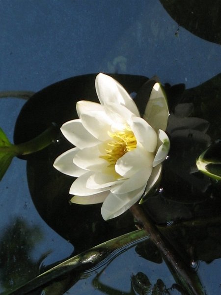 Bonne mare 17 juin 2006 028